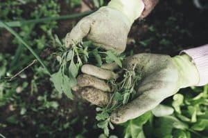 Bevor eine neue Hecke gepflanzt wird, sollte unter anderem die Bodenbeschaffenheit geprüft werden. Bevor eine neue Hecke gepflanzt wird, sollte unter anderem die Bodenbeschaffenheit geprüft werden.