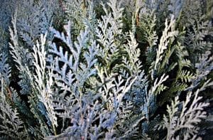 Auch die Heckenpflege gehört zu einem schönen Garten. Auch die Heckenpflege gehört zu einem schönen Garten.