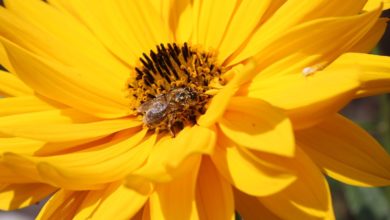 Mit den richtigen Pflanzen finden Insekten das ganze Jahr über Nahrung