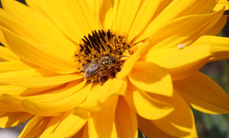 Mit den richtigen Pflanzen finden Insekten das ganze Jahr über Nahrung