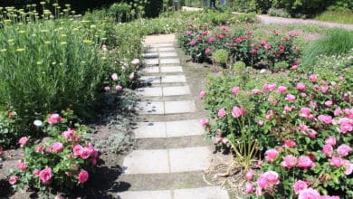 Den Garten bei Sommerhitze richtig gießen