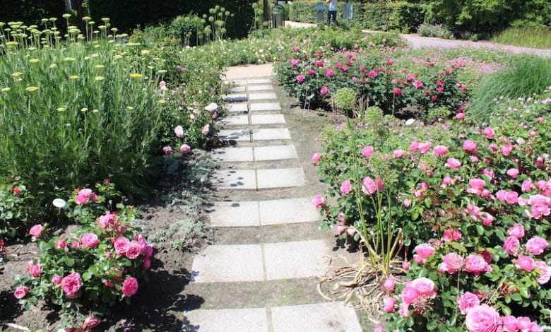 Den Garten bei Sommerhitze richtig gießen