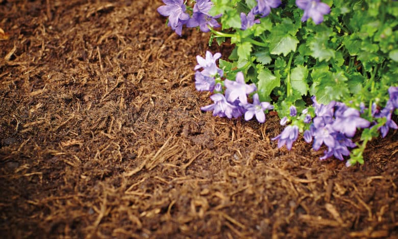 Das Mulchen des Gartens schützt den Boden beziehungsweise die Pflanzen vor Hitze und Frost.