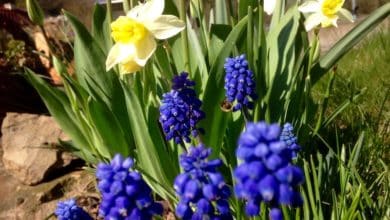 Blumenzwiebeln jetzt in den Boden setzten und sich im Frühjahr daran erfreuen.