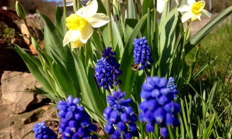 Blumenzwiebeln jetzt in den Boden setzten und sich im Frühjahr daran erfreuen.