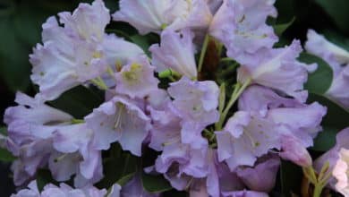 Photo of Pflegeleichter Rhododendron – einfach „Easy“ für jeden Garten geeignet