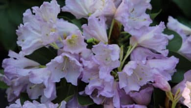 Ein herkömmliche Rhododendron ist in der Pflege sehr anspruchsvoll.