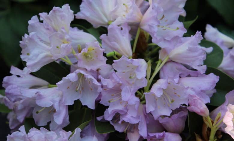 Ein herkömmliche Rhododendron ist in der Pflege sehr anspruchsvoll.