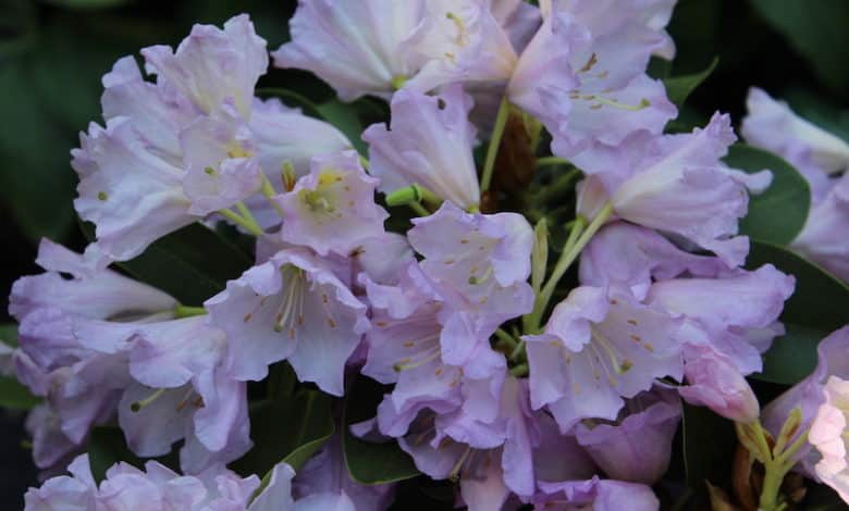 Ein herkömmliche Rhododendron ist in der Pflege sehr anspruchsvoll.