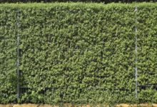2022-09-29-Ligusterhecke