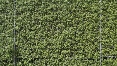 2022-09-29-Ligusterhecke