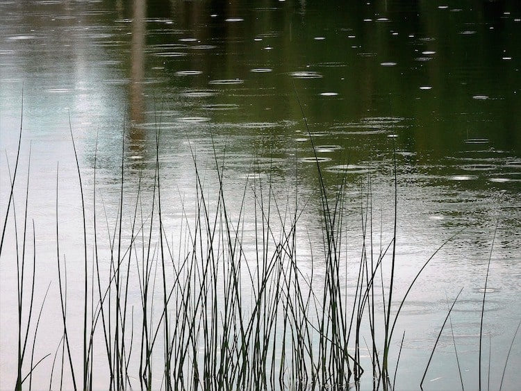 Wetterfeste Wasserwelt So schützen Sie Ihren Gartenteich vor den