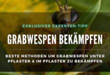 2023-09-20-Grabwespen