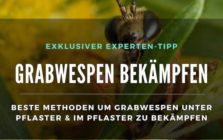 2023-09-20-Grabwespen