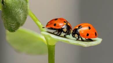 2024-03-26-Insekten