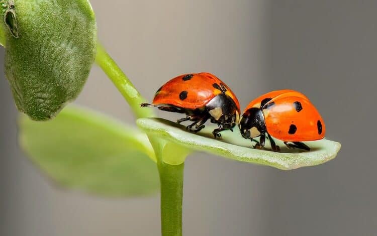 2024-03-26-Insekten