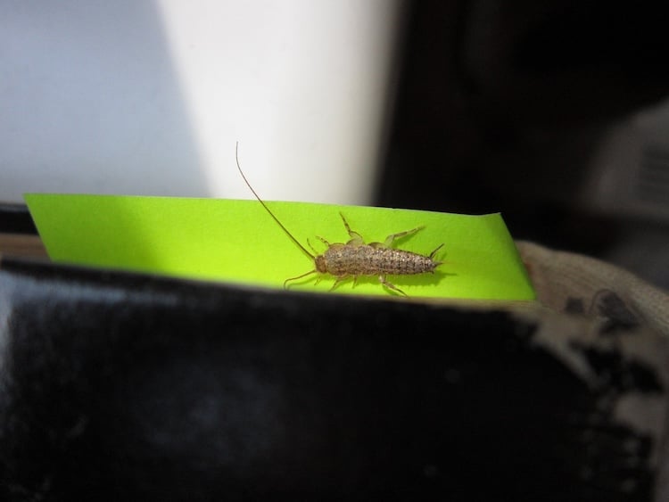 Silberfische Ein Fall für den Kammerjäger?