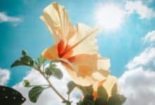 2025-03-14-Solarzaun