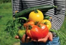 Den Beginn der nächsten Saison lässt sich mit dem Hochbeet- Aufsatz um einige Wochen vorverlegen.